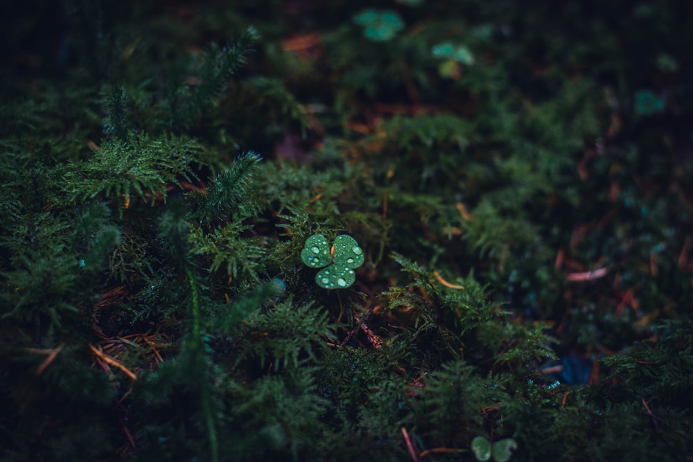 a close up of a plant with green leaves