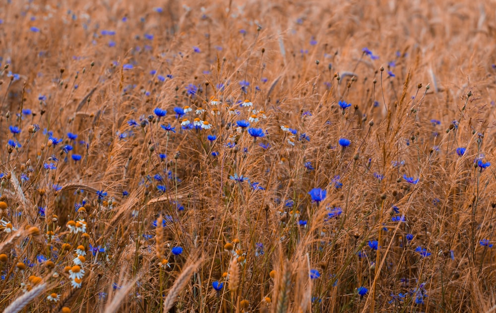 fleurs aux pétales bleus et marguerite blanche fleurissant le jour