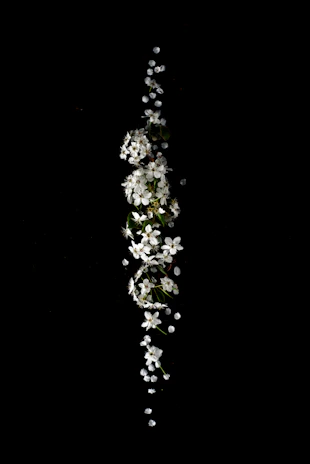 shallow focus photography of white flower lot