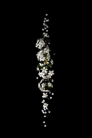 shallow focus photography of white flower lot