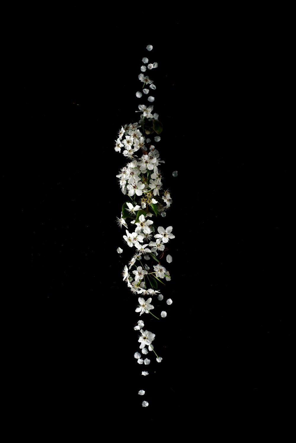 Fotografía de enfoque superficial de lote de flores blancas