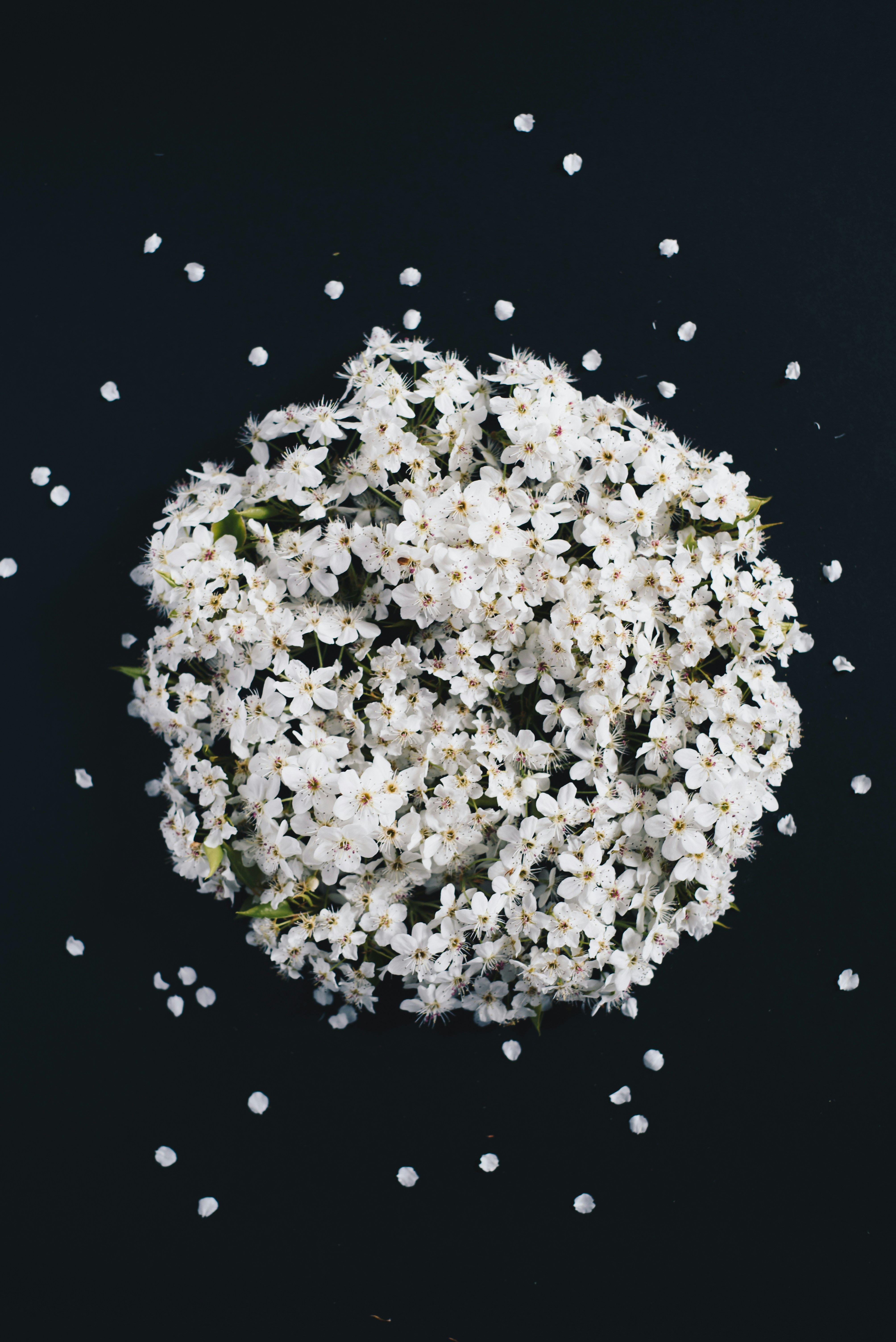 白い花の花束の写真 Unsplashで見つける花の無料写真