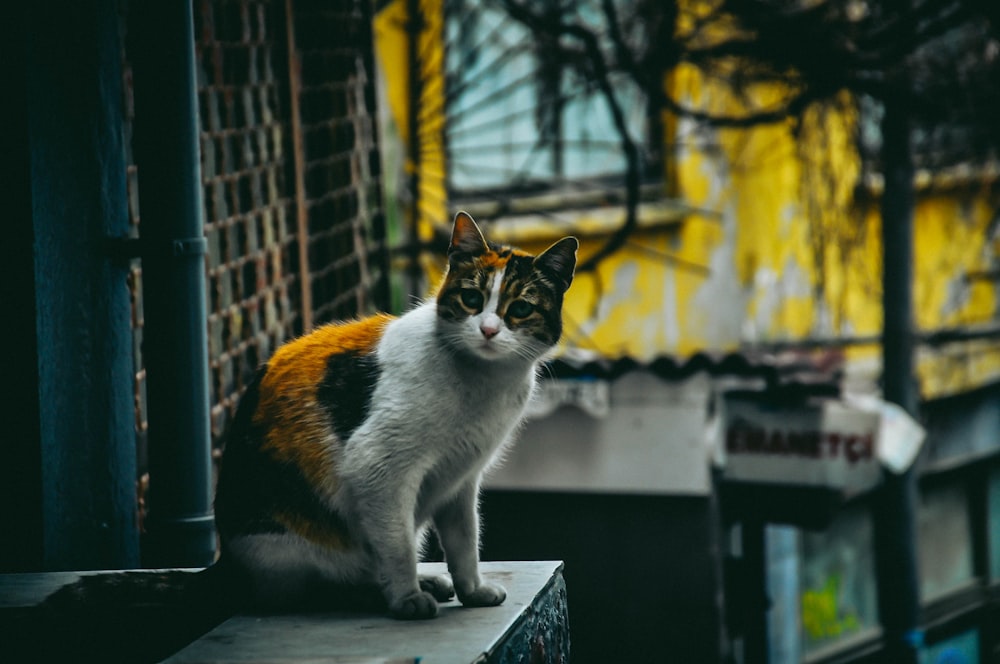 um gato está sentado em uma saliência do lado de fora