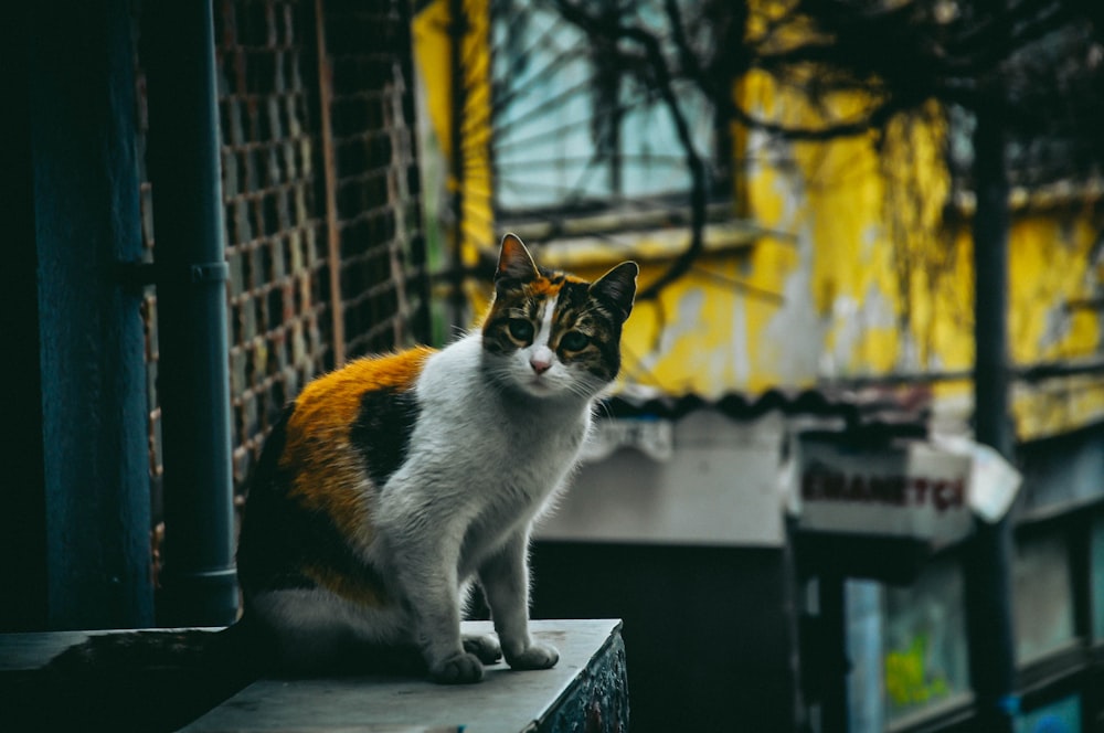 un chat est assis sur un rebord à l’extérieur