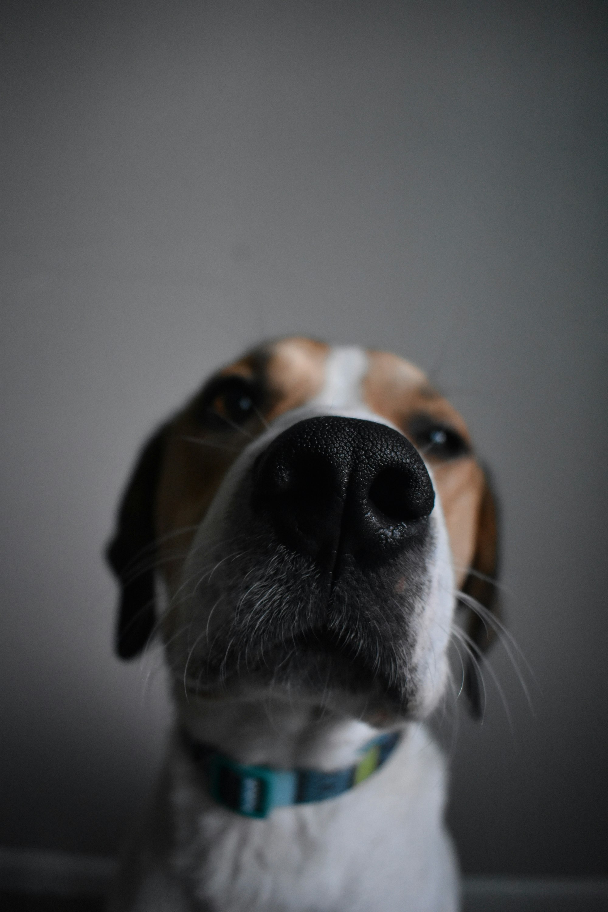 Puppy Portrait of a dog nose