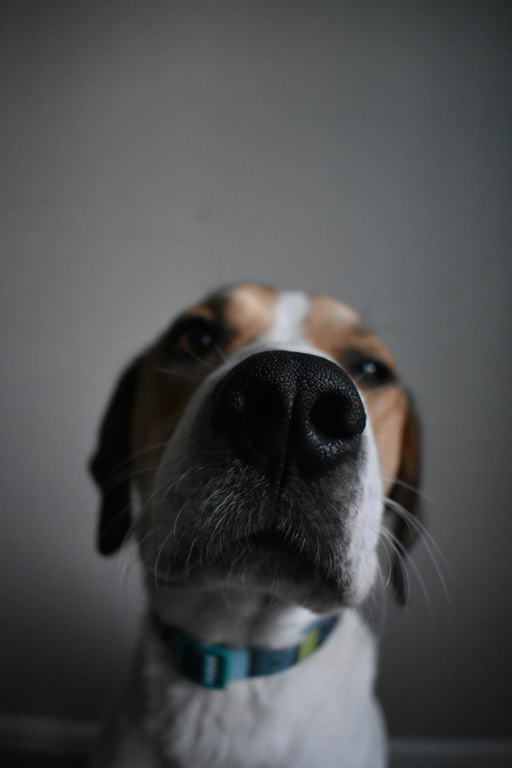 Fotografía de primer plano de perro marrón y blanco