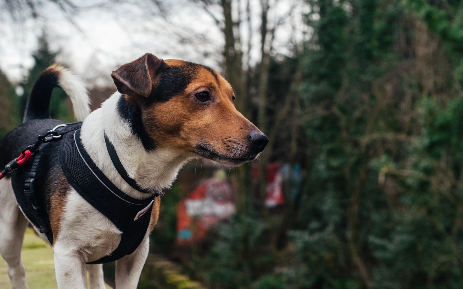 Dog wearing harness and leash