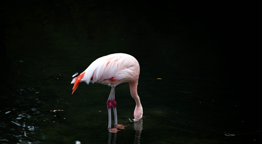 pink flamingo on body of water