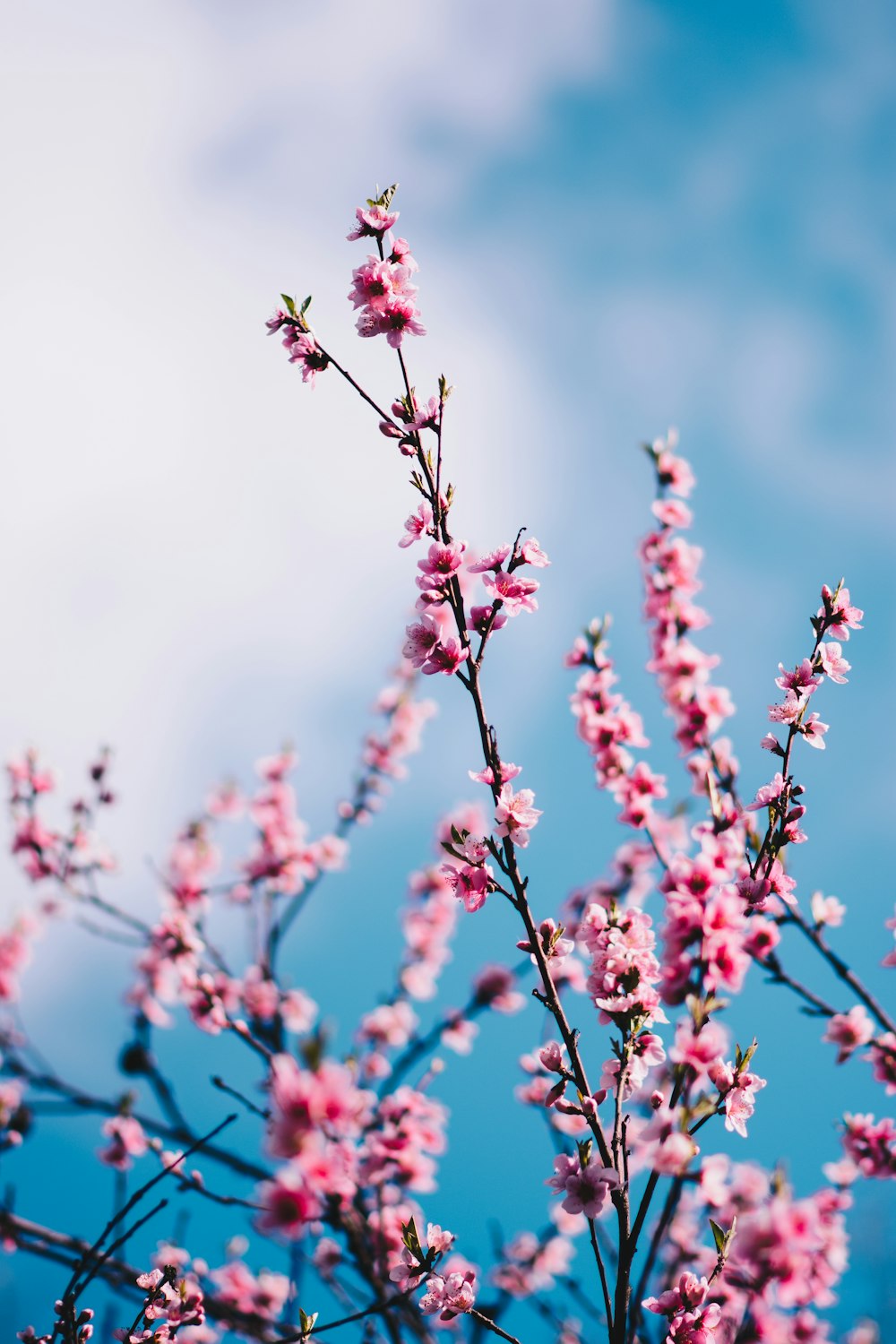 fotografia em close-up das flores de cerejeira cor-de-rosa