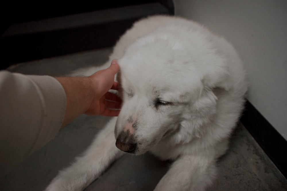 person touching lying dog