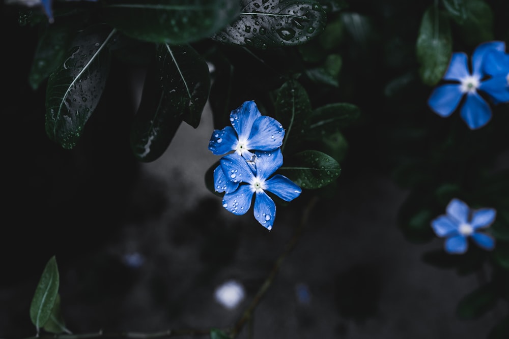 Fotografia de closeup de flores de pétalas azuis