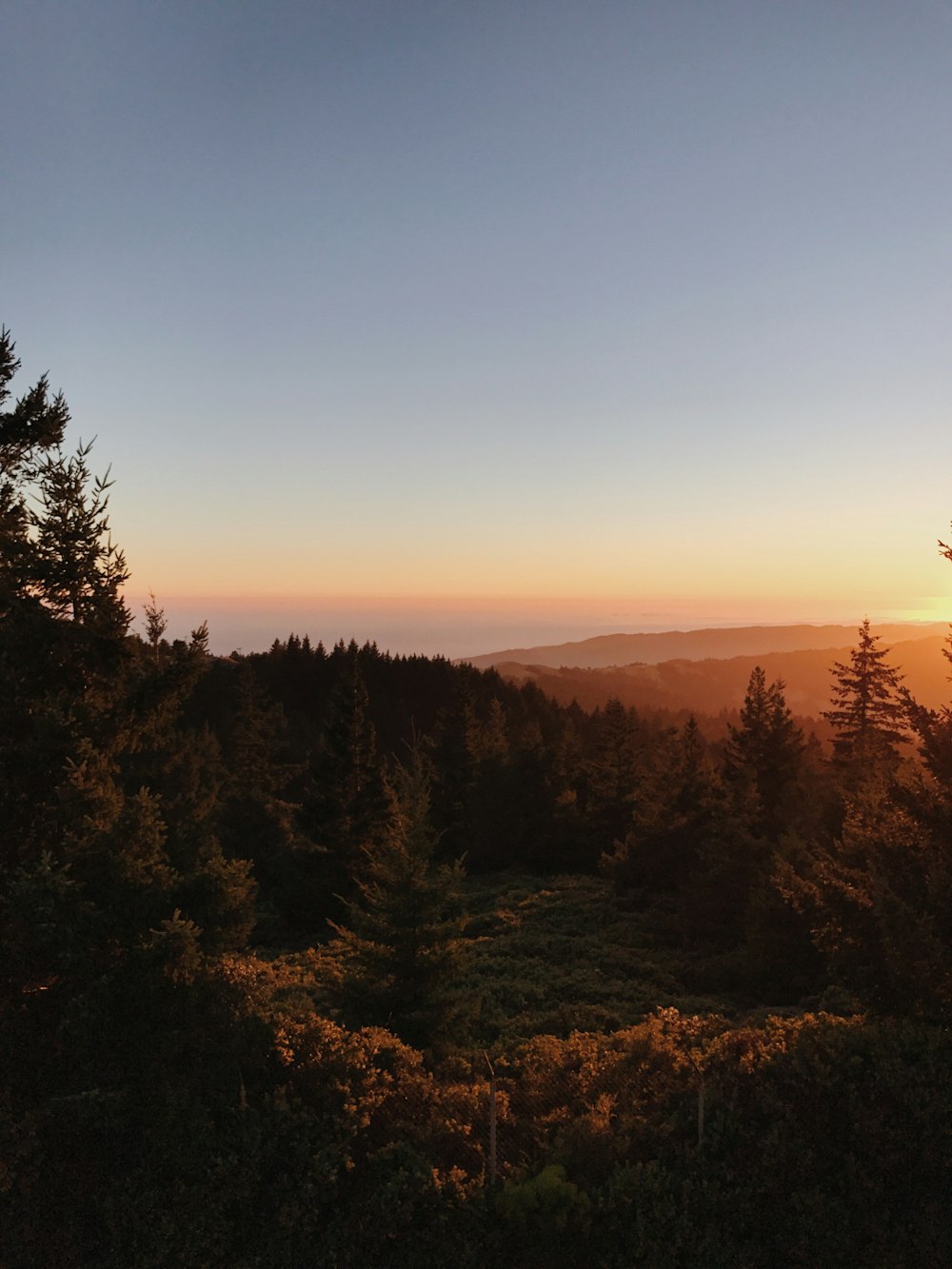 silhouette of pine trees