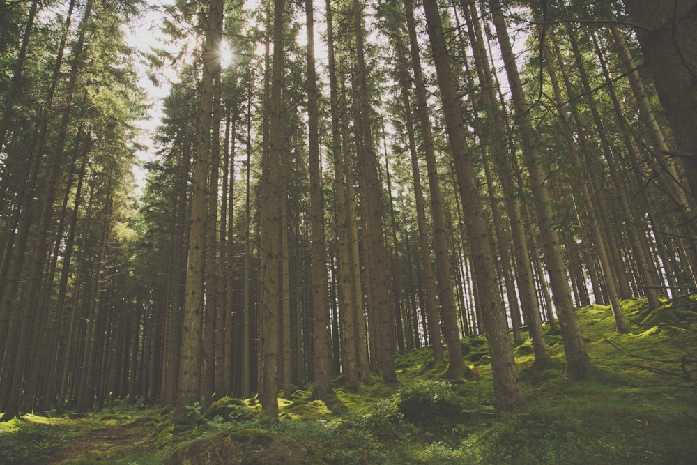 sunrays streaming through trees