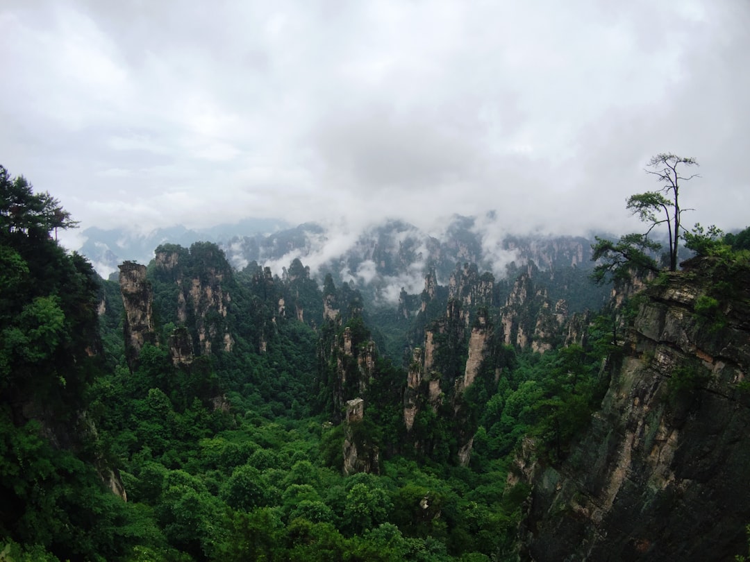 Tropical and subtropical coniferous forests photo spot Zhangjiajie National Forest Park China