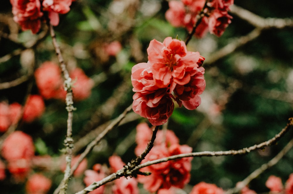 close photo of pink petaled flower