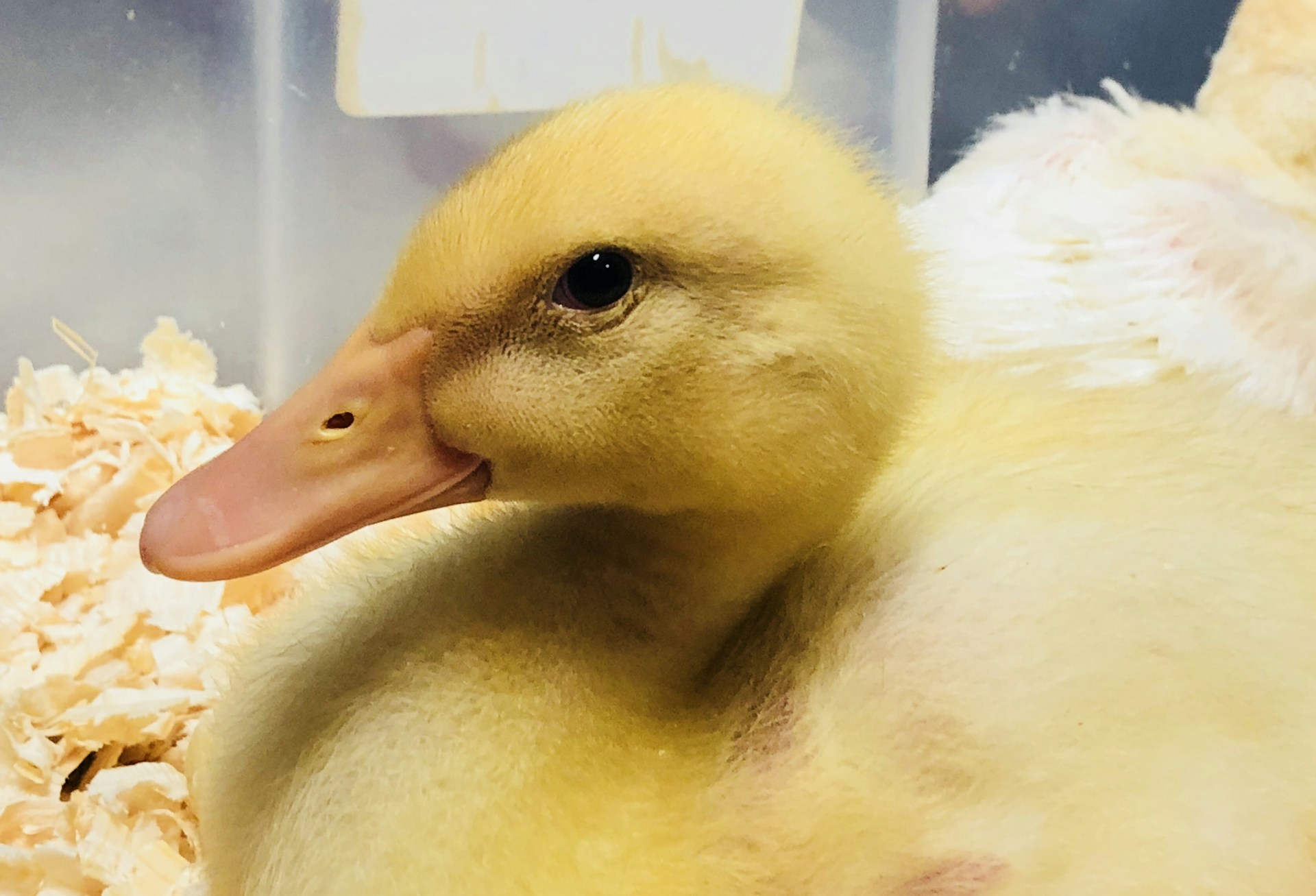 woman wearing yellow long-sleeved dress under white clouds and blue sky during daytime