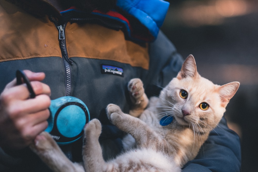 person carrying orange tabby cat