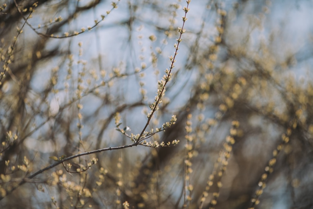 white flowers