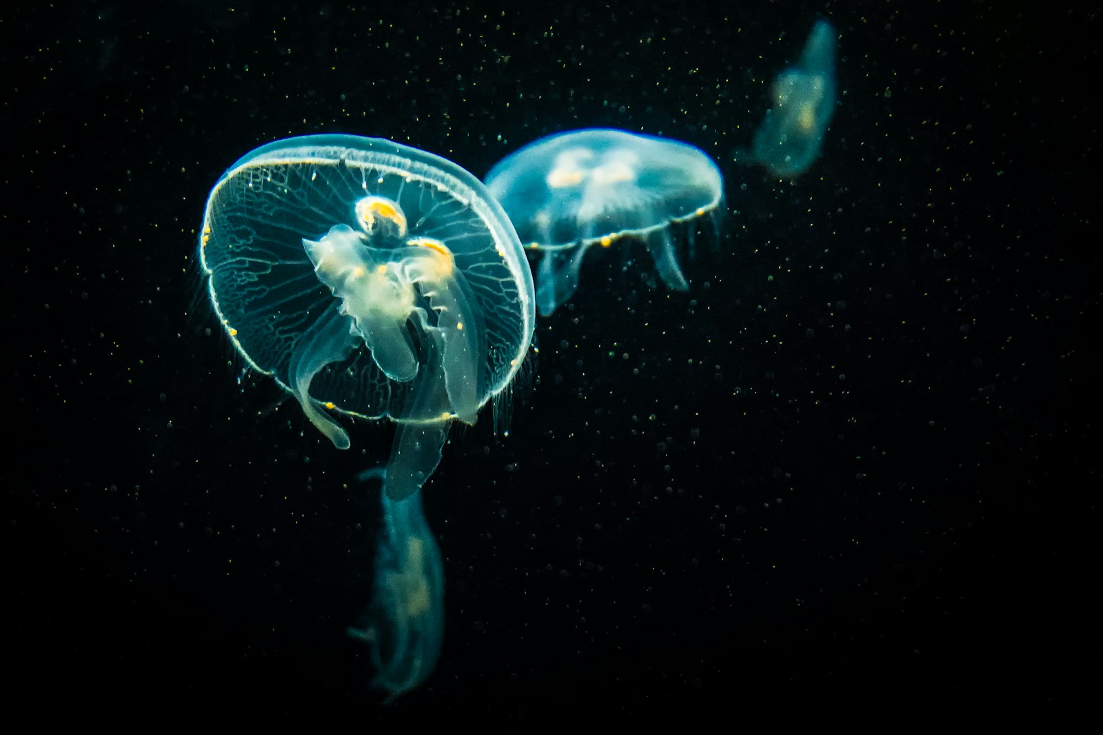 Olympus PEN-F sample photo. Jellyfish on black background photography