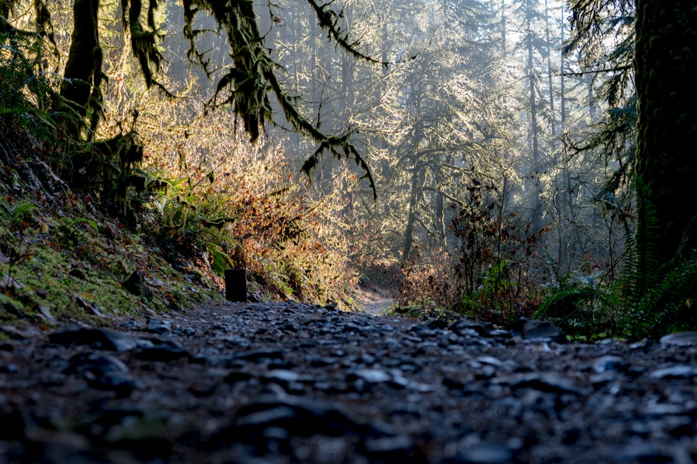 low angle photography of gravel road between green leafed trees