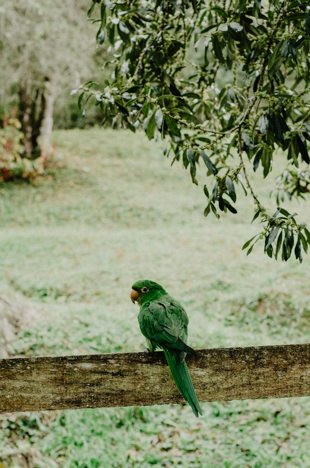 perched green bird