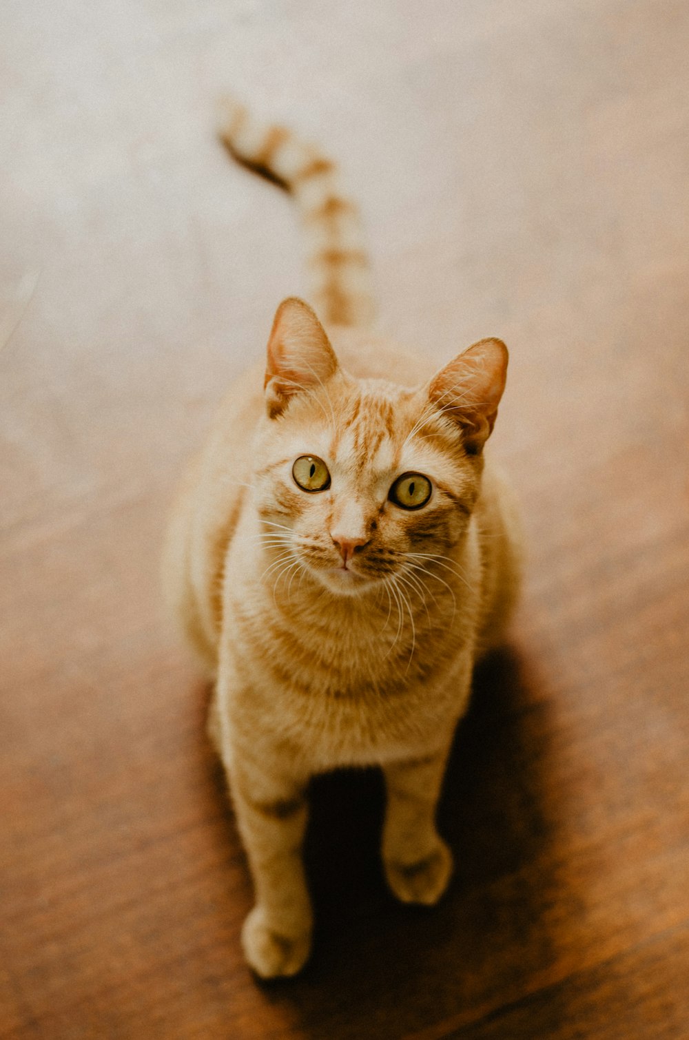 orange tabby kitten