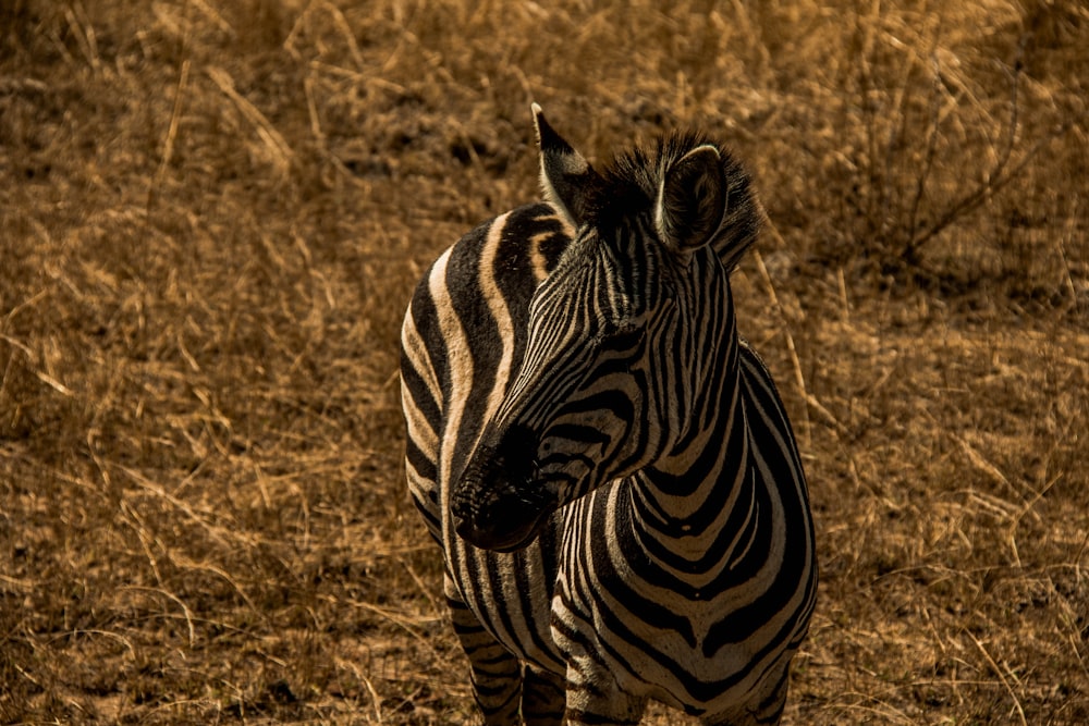 zebra on wheat