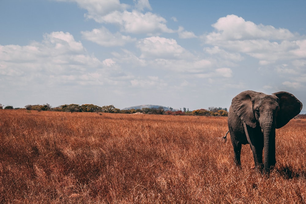 elephant walking on grass field