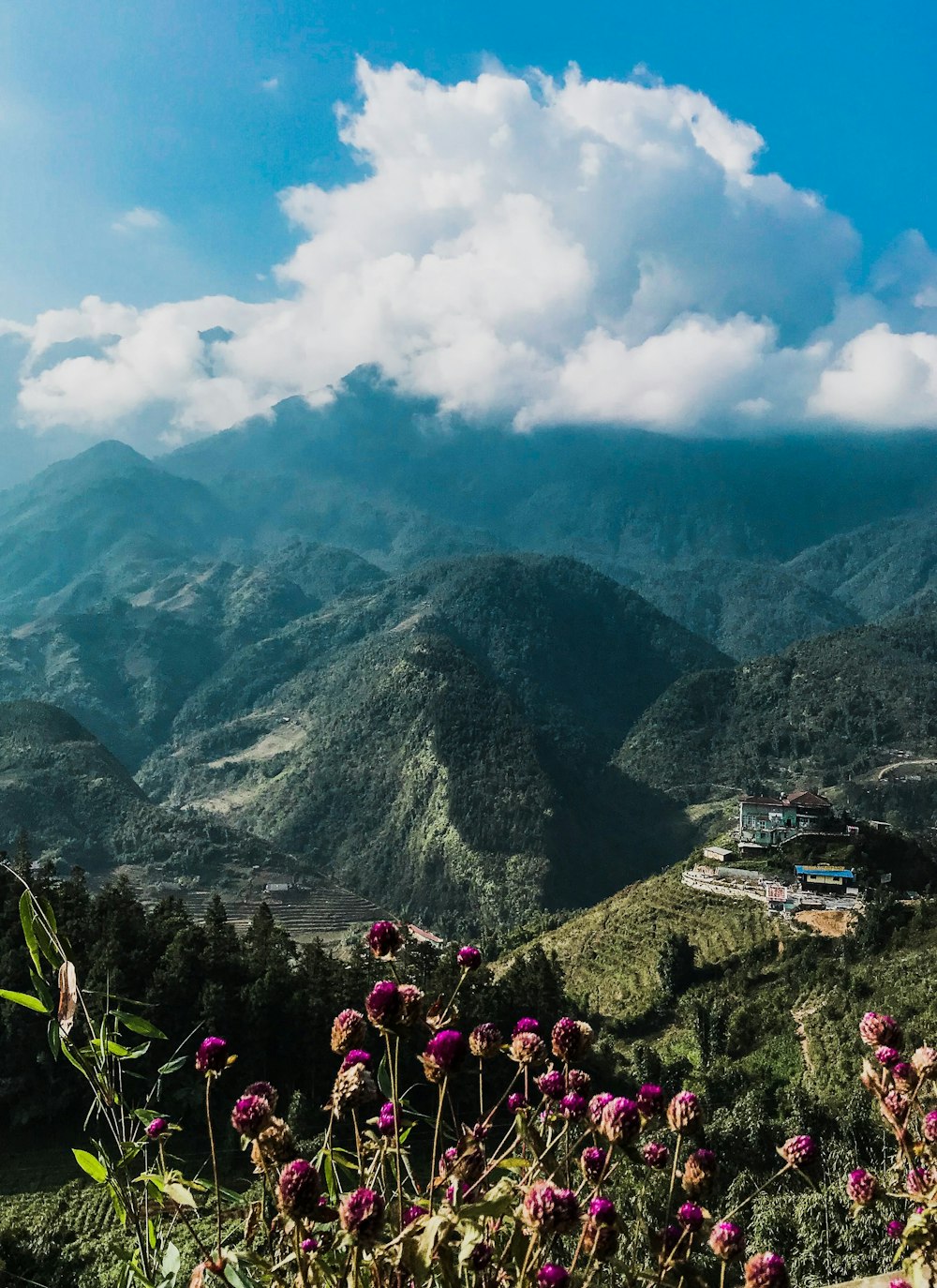 purple petaled near mountains at daytime