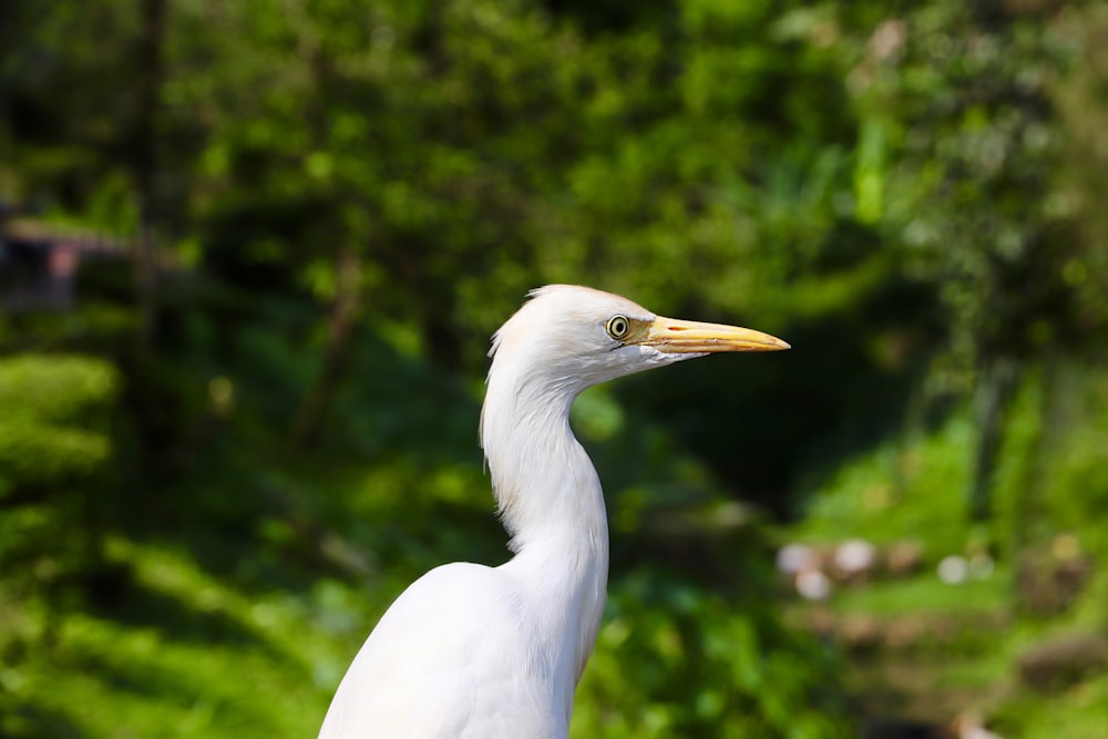 selective focus photography of white bird