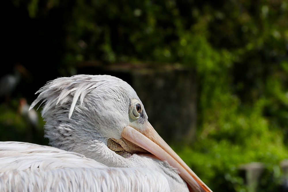 white and gray pelican bird