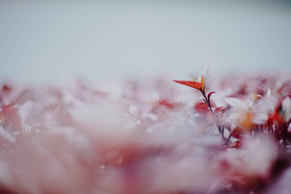 selective focus photography of brown leafed plants