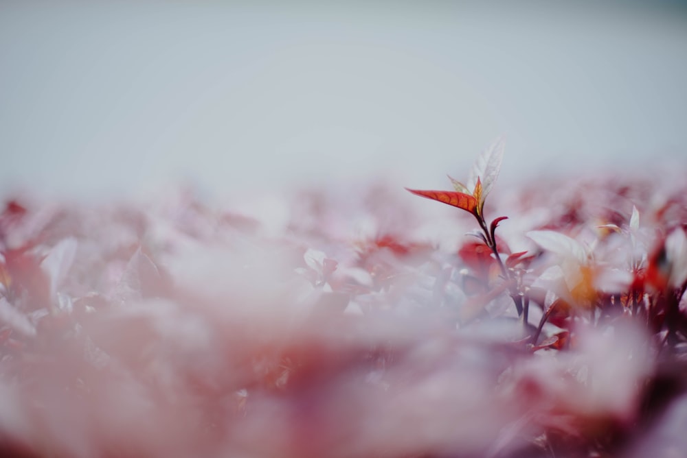 Selektive Fokusfotografie von braunblättrigen Pflanzen