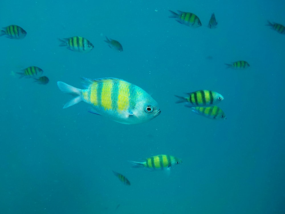 shoal of yellow and silver fishes