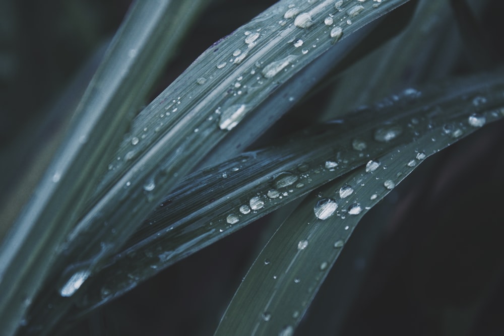 macro photo of dew in leaves