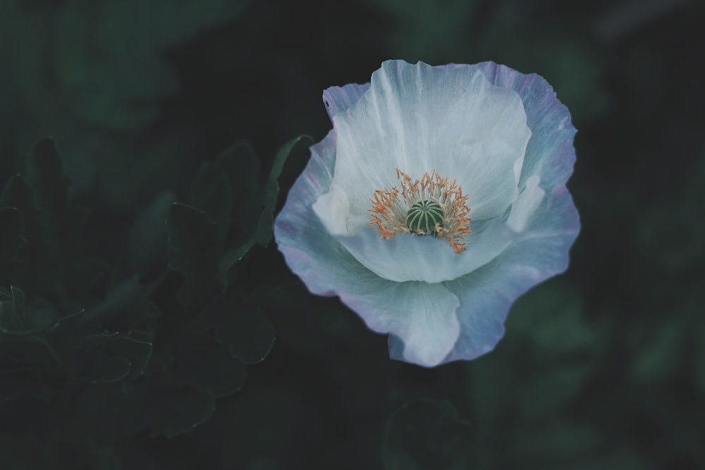 Selektive Fokusfotografie einer weißblättrigen Blume