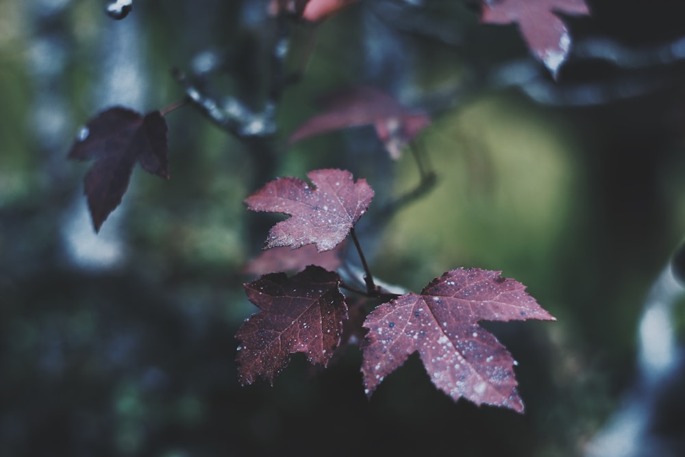 shallow focus photo of purple leaf