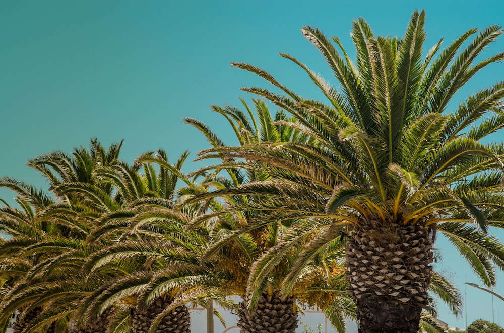 green and brown sago palm tree under blue sky