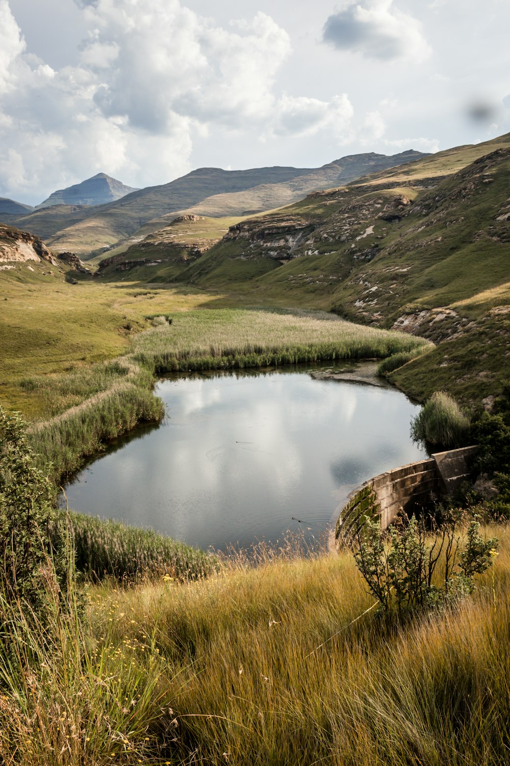 pond between grasses