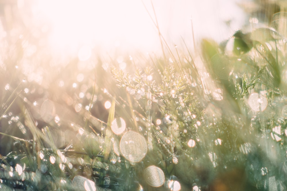 Das Gras ist an einem sonnigen Tag mit Wassertropfen bedeckt