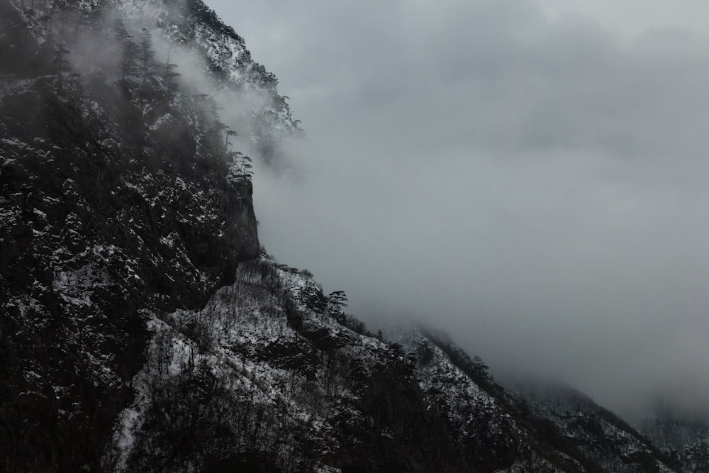 안개로 뒤덮인 산림