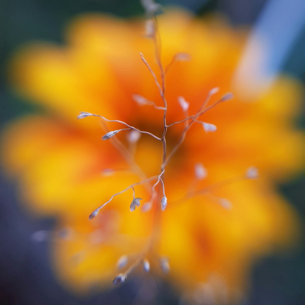 shallow focus photo of gray plant