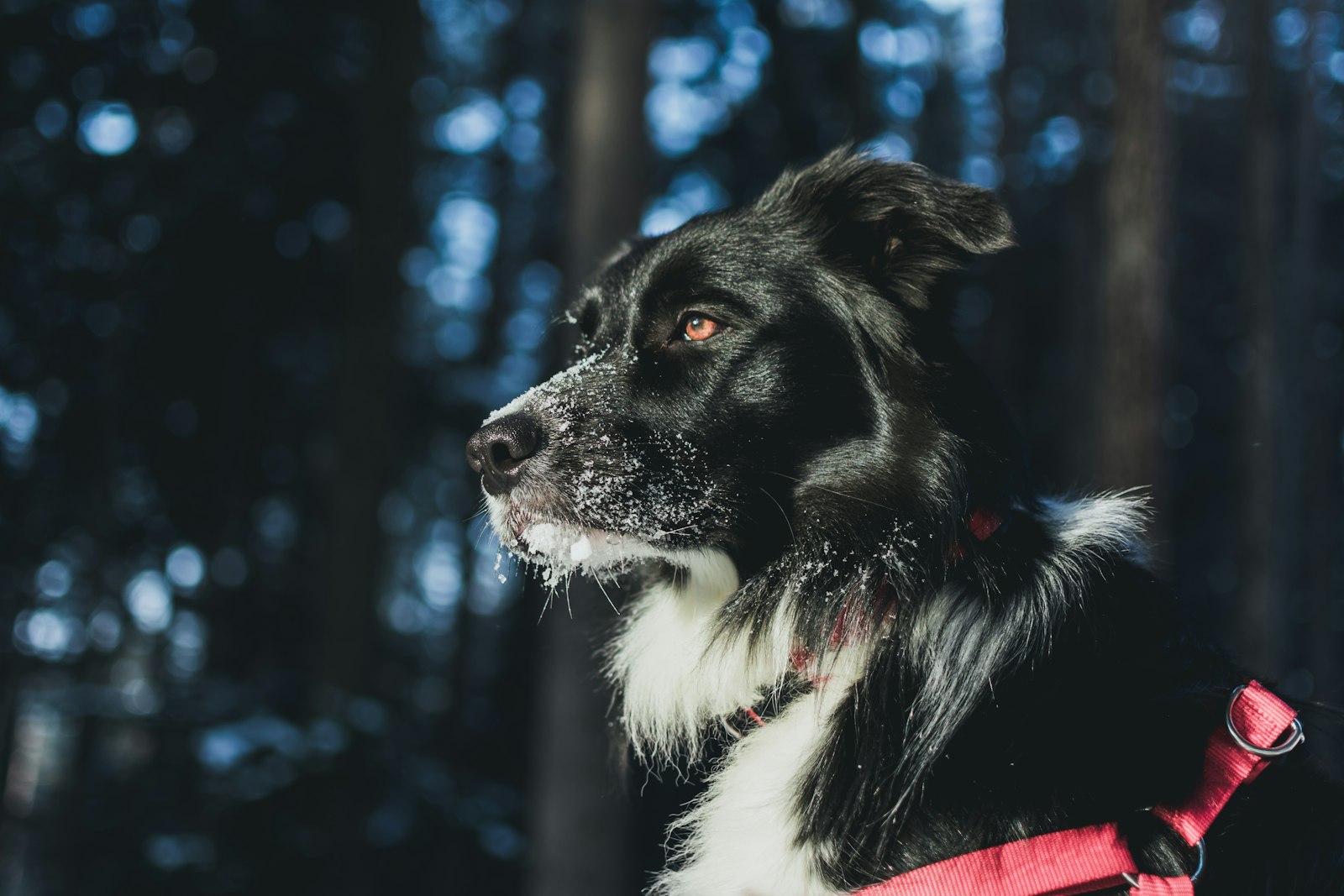 Nikon D3400 + Nikon AF-S DX Nikkor 35mm F1.8G sample photo. Closeup photography of dog photography