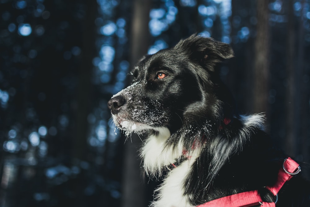 closeup photography of dog