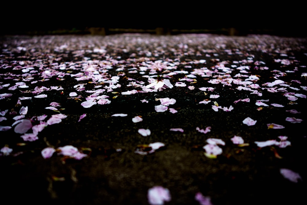 purple petals floating on water