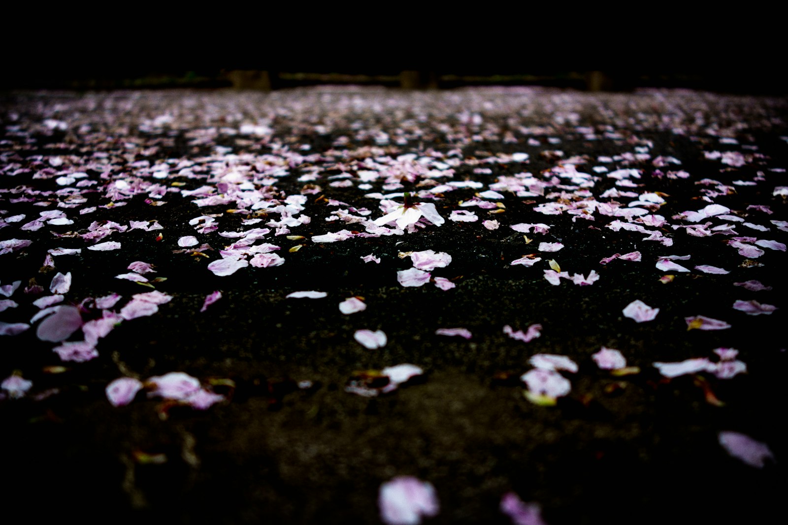 Sony Cyber-shot DSC-RX100 sample photo. Purple petals floating on photography