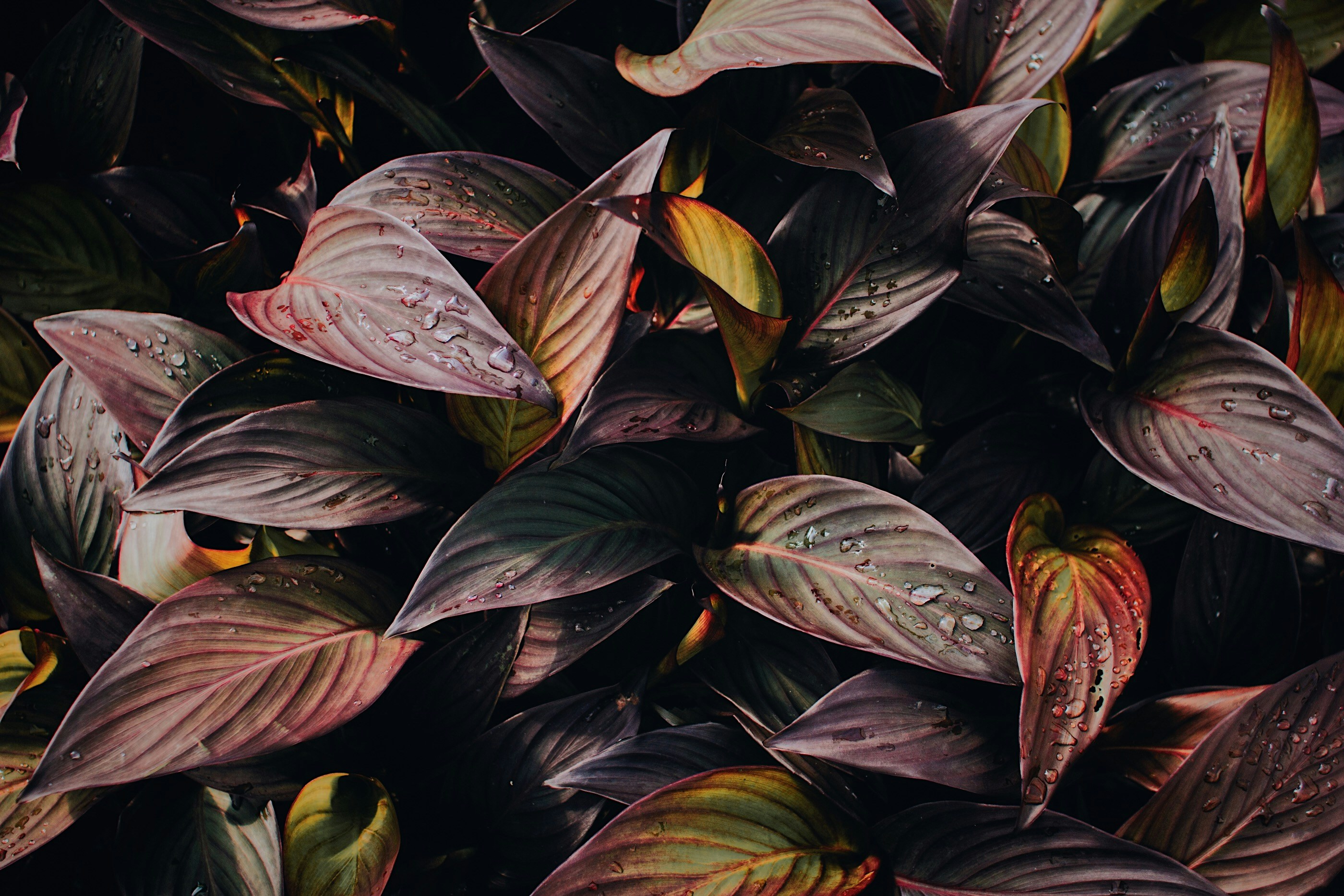 Photo by matthewkalapuch