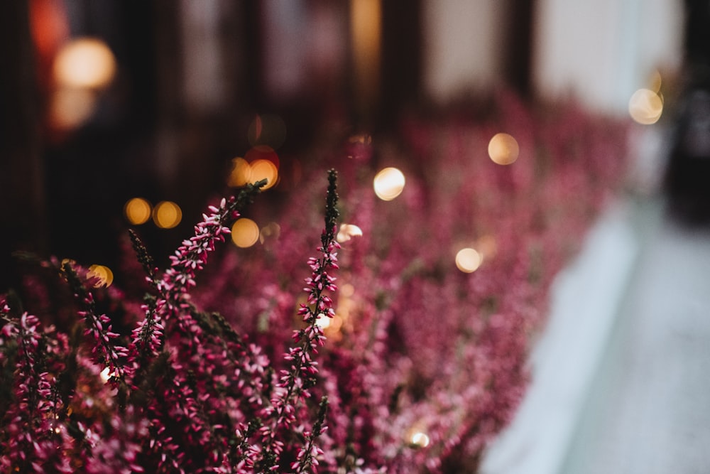 selective photo of red petaled flowers