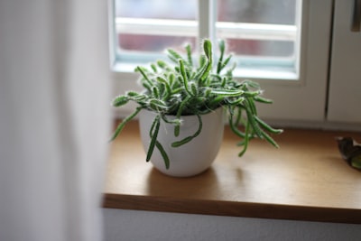 green plant in white ceramic vase cactu zoom background