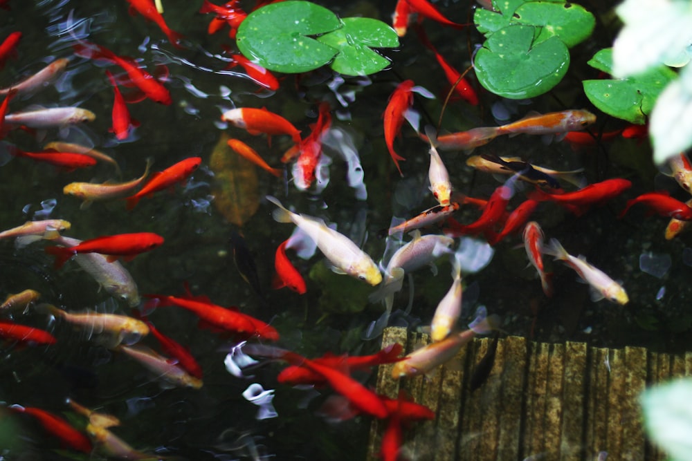 Multiple fish in an in-ground pond.
